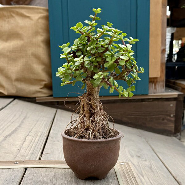 観葉植物：ポーチュラカ根上がり伝市...