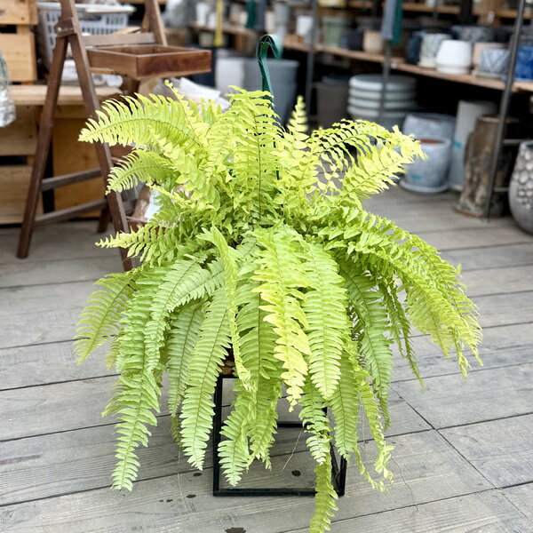 Rakuten - おしゃれ　観葉植物：ネフロレピス　ブロンド*5号吊り鉢