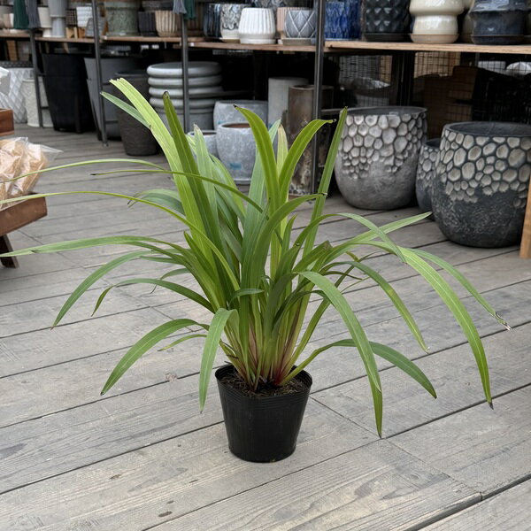 Rakuten - 観葉植物　オージープランツ：ディアネラ　タスマニカ タスレッド*5号