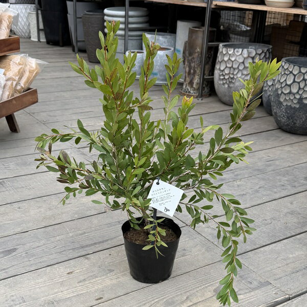 観葉植物：カリステモン ホワイトアンザック*5号