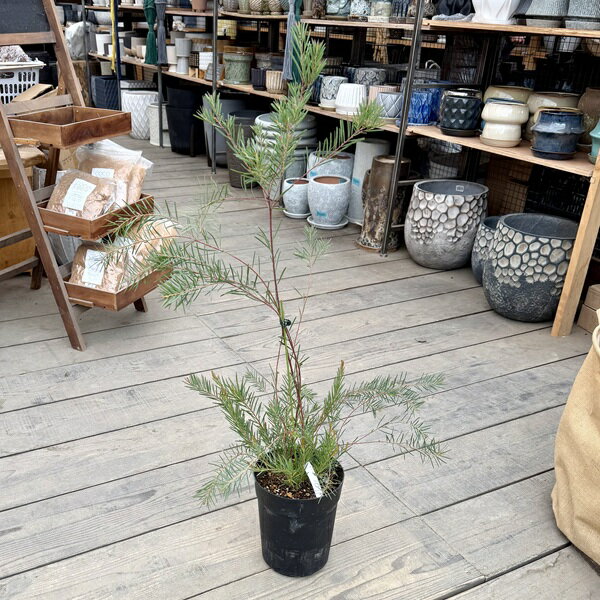 Rakuten - 観葉植物 花苗：アカシア　ブアマニー*6号　スノーウィーリバーワトル