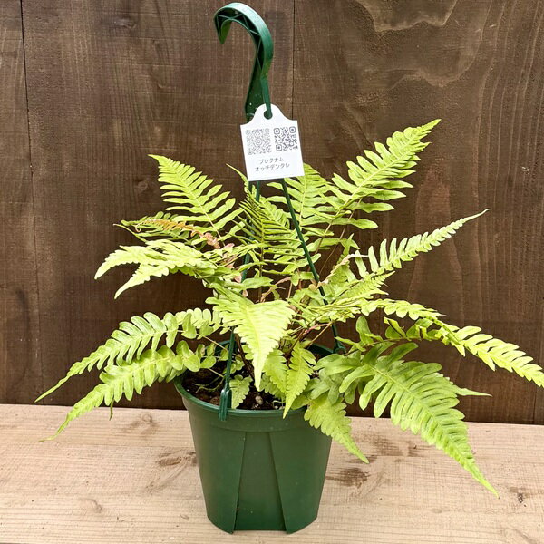 Other Aquatic Plants - 観葉植物　西洋シダ植物：ブレクナム オッチデンタレ*吊り Blechnum occidentale