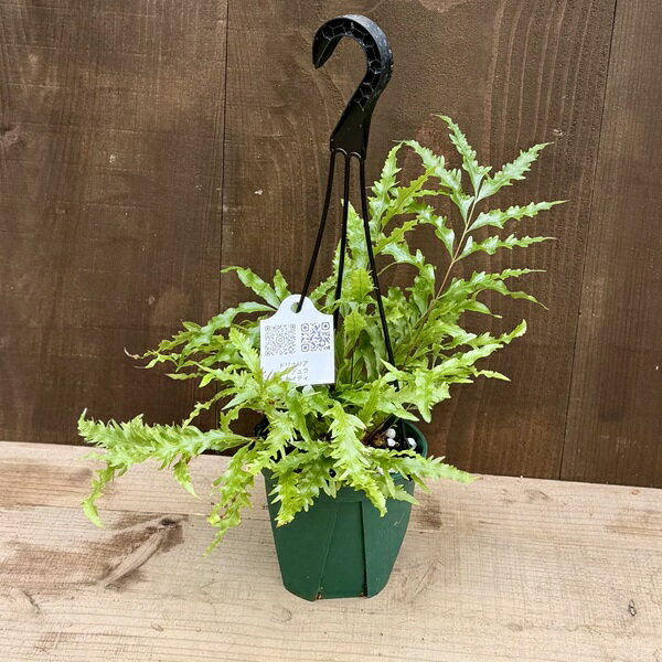 楽天市場】ドリナリア（花・観葉植物｜花・ガーデン・DIY）の通販