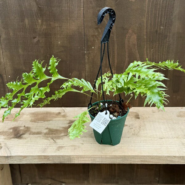 シダ植物 観葉植物：ドリナリア クエルシフォリア プーンサック*5号 吊り鉢