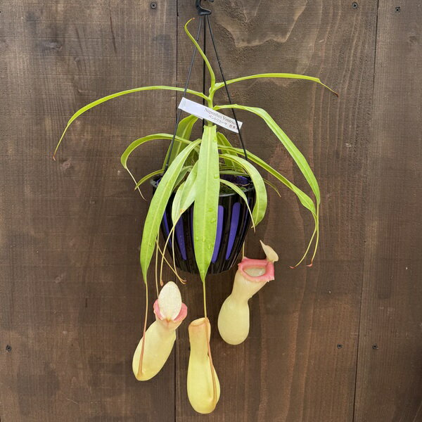 希少品種 観葉植物 食虫植物：ウツボカズラ ネペンテス ベントリコーサ 在来系*5号 吊り鉢