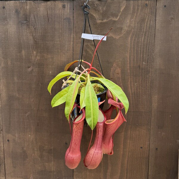 Other Succulents - 希少品種 観葉植物 食虫植物：ウツボカズラ ネペンテス アラータ hyb*5号 吊り鉢