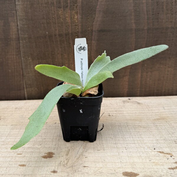 Rakuten - おしゃれ 観葉植物：ウィリンキー イエロームーン SP*2号 ビカクシダ コウモリラン