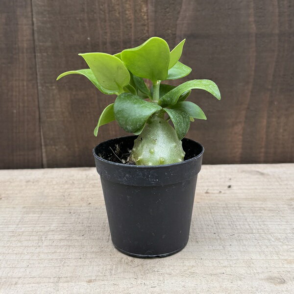 仙人掌 - アリ植物　観葉植物：ヒドノフィツム　パプアナム*プラポット