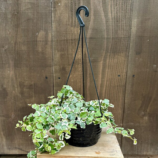 Rakuten - 観葉植物：プミラ 5号 吊り鉢*
