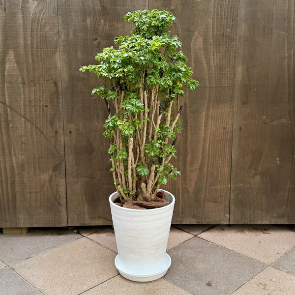 Rakuten - 観葉植物：ポリシャス ロベル*7号セラアート鉢 受皿付 バークチップ飾り