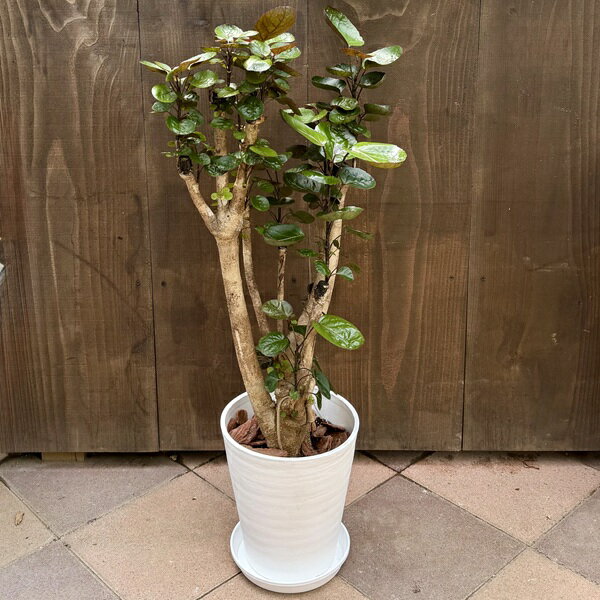 Rakuten - 観葉植物：ポリシャス　ファビアン*8号セラアート鉢 受皿付 バークチップ飾り