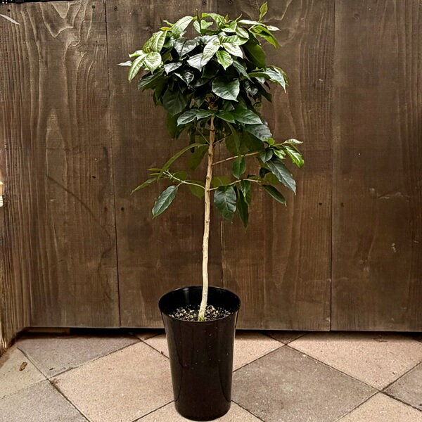 観葉植物：コーヒーの木モカ*6.5号