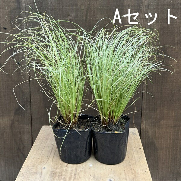 カレックス9鉢 カレックス 樹高0.3m前後 9〜12cmポット （ 単 品 ） 苗 植木 苗木 庭