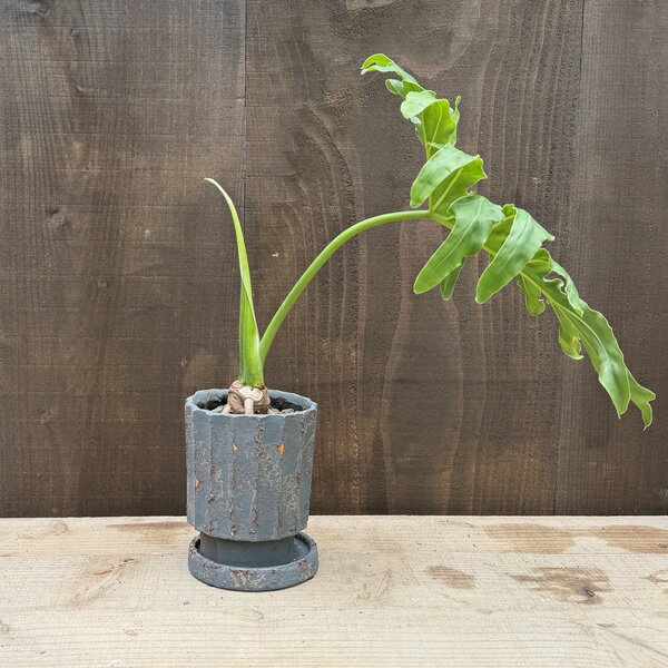 観葉植物：フィロデンドロン セローム 鉢植え*受皿付