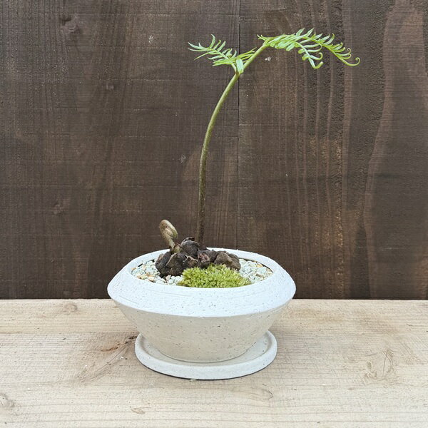 楽天市場】リュウビンタイ（花・観葉植物｜花・ガーデン・DIY）の通販