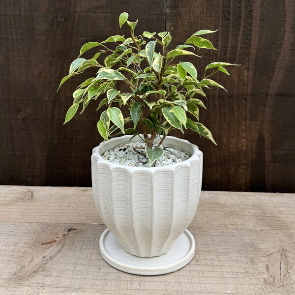 Rakuten - 観葉植物：斑入り ベンジャミン 鉢植え*受皿付　フィカス