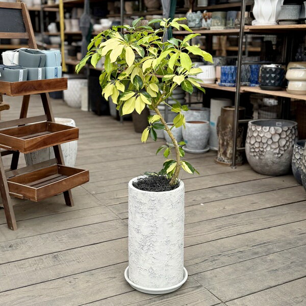 Rakuten - 観葉植物 品種選べる：シェフレラ　鉢植え*受皿付 ゴールドリーフ アッシュフォリア グランディ