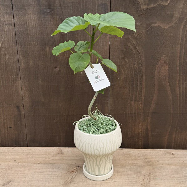 Rakuten - おしゃれ 観葉植物 ：フィカス ウンベラータ 曲 鉢植え*受皿付