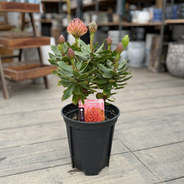 Rakuten - 観葉植物 鉢花：リューコスペルマム カーニバルレッド*7号 リュウコスペルマム ピンクッション