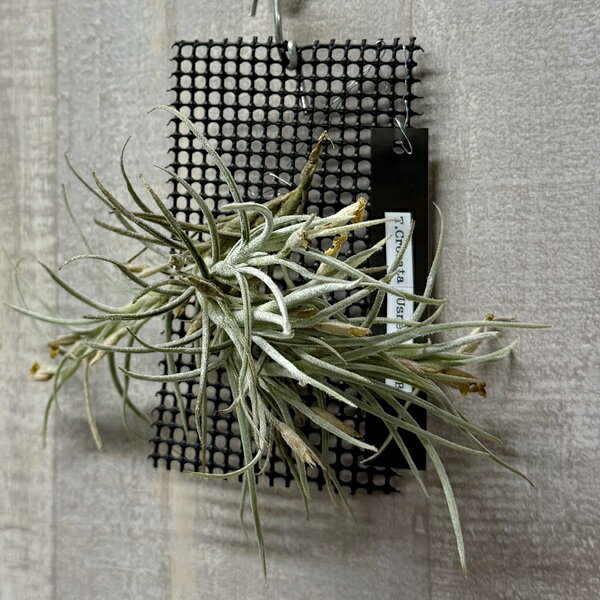 Rakuten - 観葉植物 エアープランツ：チランジア　クロカータxウスネオイデス ハイブリッド*