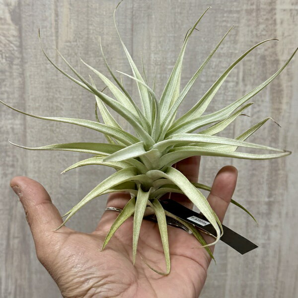 Rakuten - 観葉植物　エアープランツ：チランジア アルビダ L*エアプランツ