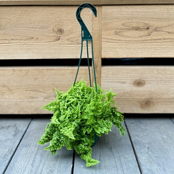 Rakuten - 観葉植物：ネフロレピス　マリサ*5号 吊り鉢