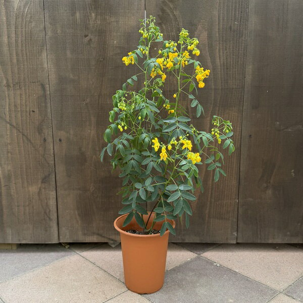 Rakuten - 鉢花 観葉植物：アンデスの乙女(ハナセンナ)*5号 アンデスノオトメ 花センナ