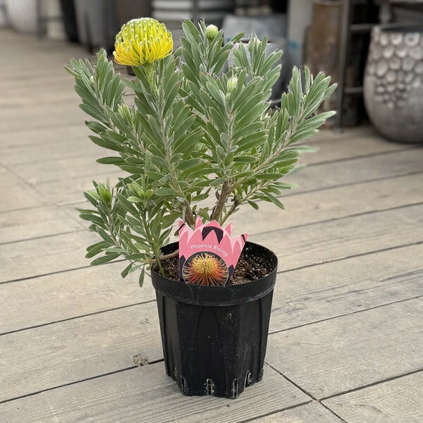 擎天凤梨 - 観葉植物 鉢花 選べる：リューコスペルマム 6号*フェニックスライジング カーニバルピーチ マルディグラスリボン カーニバルイエロー ソーマジェスティック