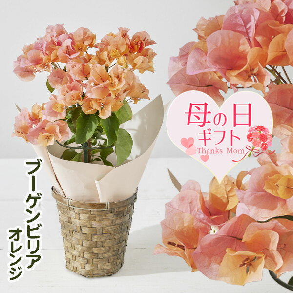 楽天市場】ブーゲンビリア オレンジの通販