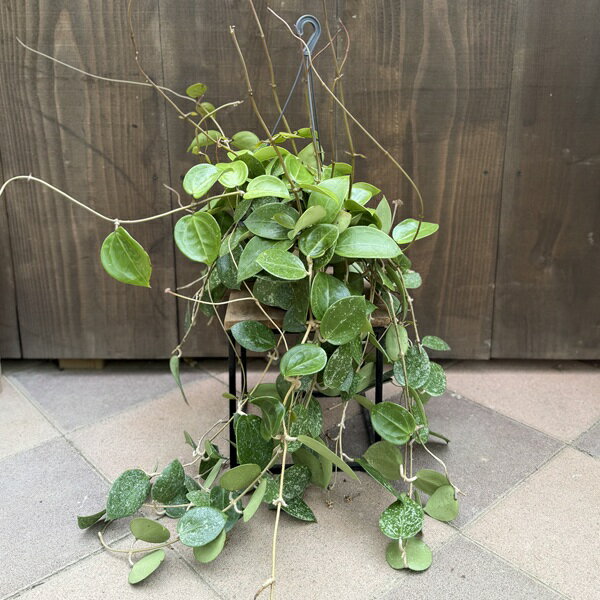 楽天市場】ブラッサイア 観葉植物の通販
