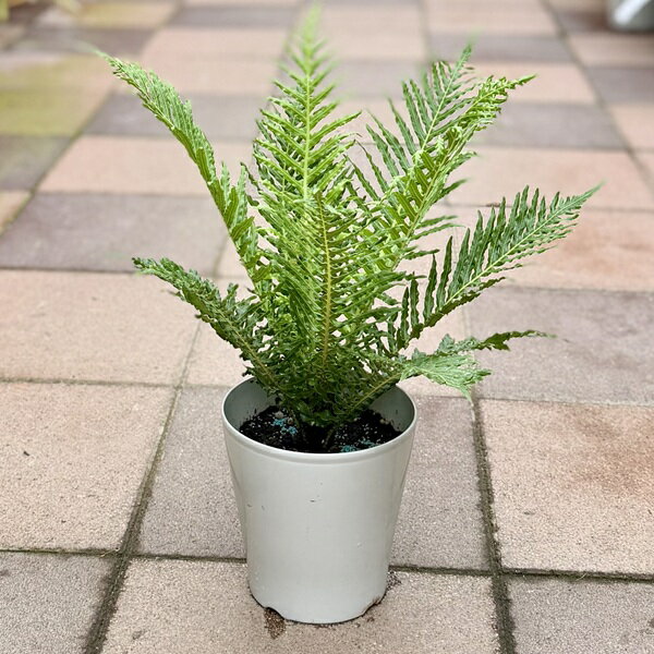 Other Succulents - 観葉植物　西洋シダ植物：ブレクナム シルバーレディー*5号 プラポット