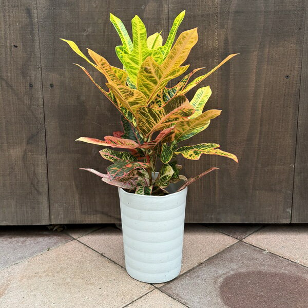 珍品 クロトン 楽天市場】観葉植物 クロトン（観葉植物｜花・観葉植物）：花