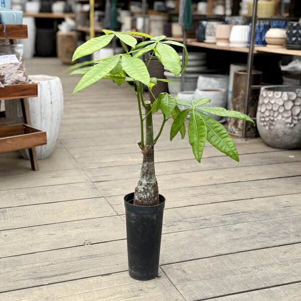 Other Succulents - 観葉植物：パキラ*発財樹 3.5号プラポット