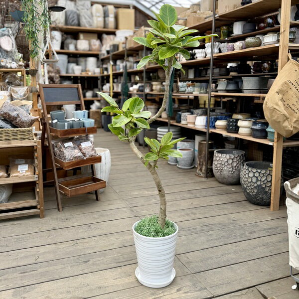 楽天市場】ディクソニア・アンタルクティカ（観葉植物｜花・観葉植物