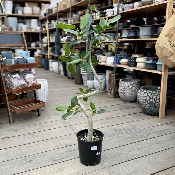 Other Succulents - 観葉植物：フィカス ベンガレンシス*ベンガルゴム 7号プラポット 大型ヤマト便