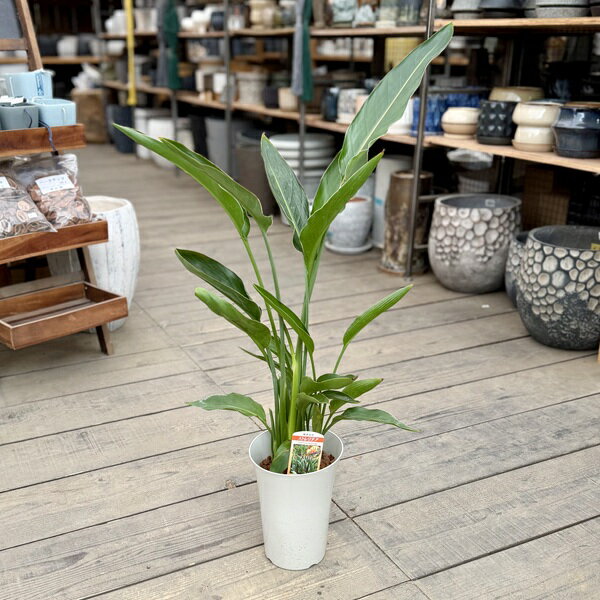 観葉植物：ストレリチアレギネ*6号...