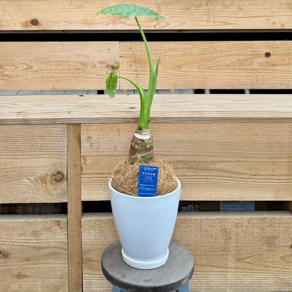 黄金葛 - 観葉植物：クワズイモ*鉢植え 受皿付 ココヤシ飾り