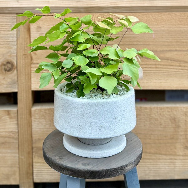 Other Succulents - 観葉植物：アジアンタム ペルビアナム*鉢植え 受皿付