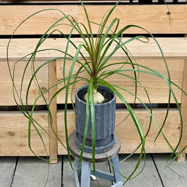 観葉植物：ポニーテールトックリラン...