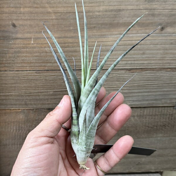 Other - 観葉植物　エアープランツ：チランジア フレクオーサ R*エアプランツ ティランジア