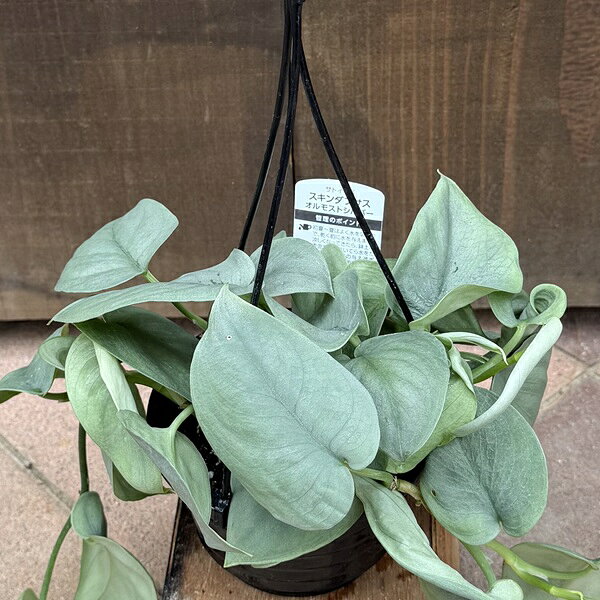 観葉植物：スキンダプサス オルモストシルバー*4号吊り