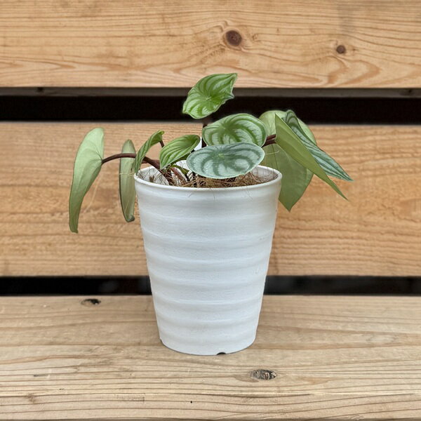 乐天商城 - 観葉植物：ペペロミア サンデルシー*4号 スイカペペロミア