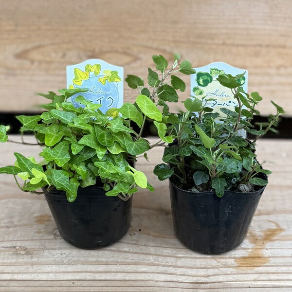 苗観葉植物アイビー：ヘデラ2個セッ...