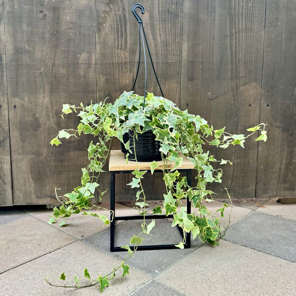 観葉植物 アイビー：選べるヘデラ*6号 吊り鉢