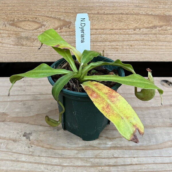 楽天市場】NEPENTHES（花・観葉植物｜花・ガーデン・DIY）の通販