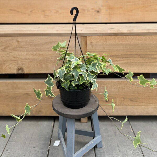 観葉植物：アイビーヘデラ吊り鉢*品...