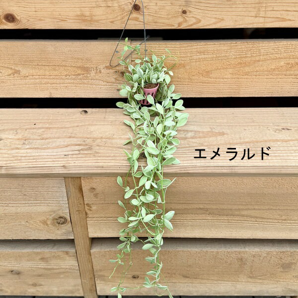楽天市場】ベビーティアーズ（花・観葉植物｜花・ガーデン・DIY）の通販