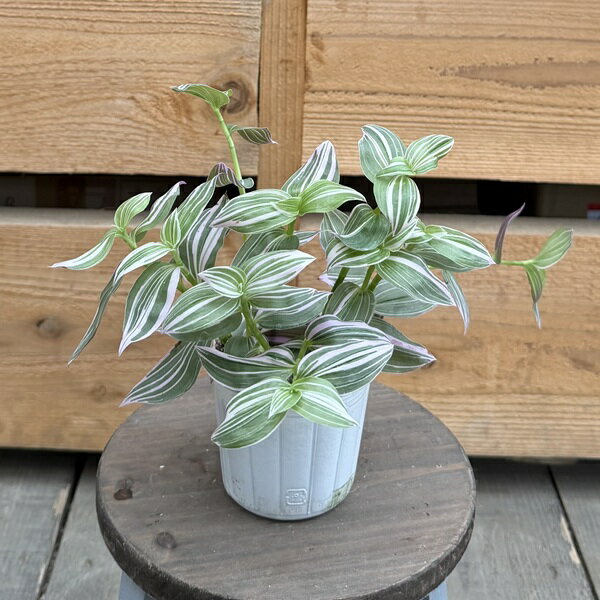 乐天商城 - 観葉植物 苗：トラディスカンチア ラベンダー*3号 トラカン