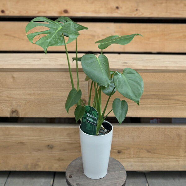 観葉植物：モンステラデリシオーサ*...