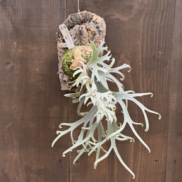 Other Succulents - おしゃれ 観葉植物：ウィリンキー ジェニー TC株 コルク付*ビカクシダ コウモリラン 現品をお届け